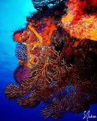 Some of the best wall diving in the Caribbean can be foun... by Steven Anderson 